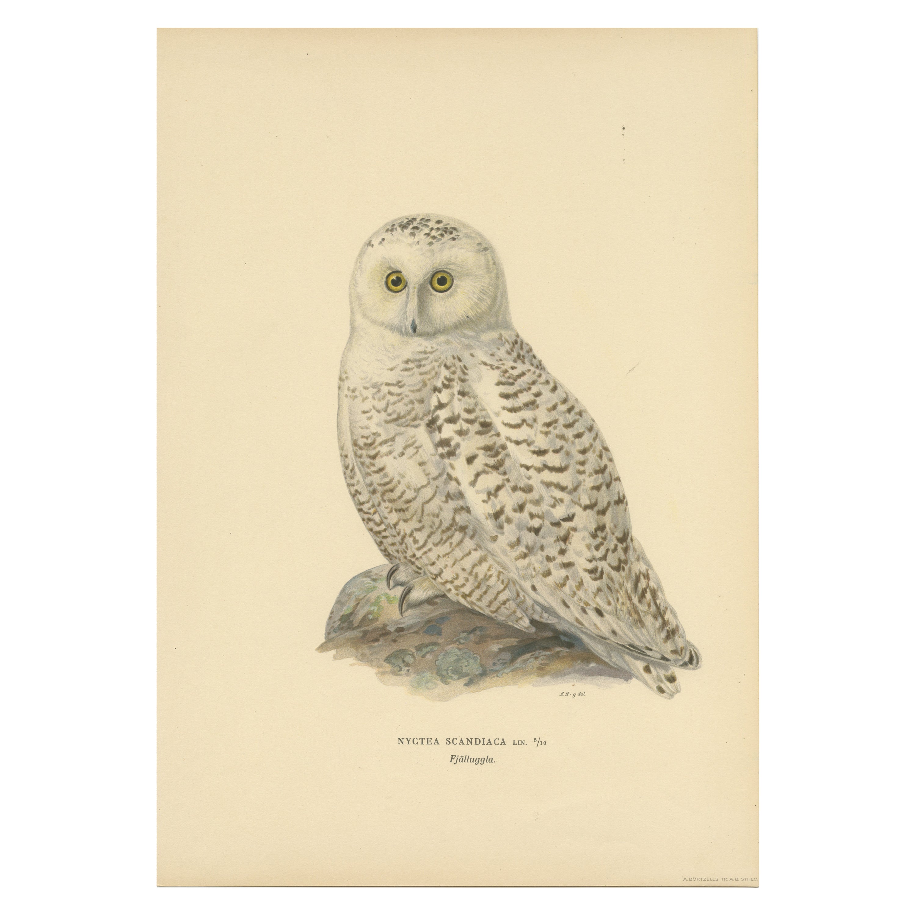 Arctic Owl (colour litho) by Magnus Ferdinand and Wilhelm von Wright, 1929 For Sale