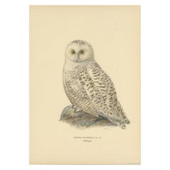 Arctic Owl (colour litho) by Magnus Ferdinand and Wilhelm von Wright, 1929