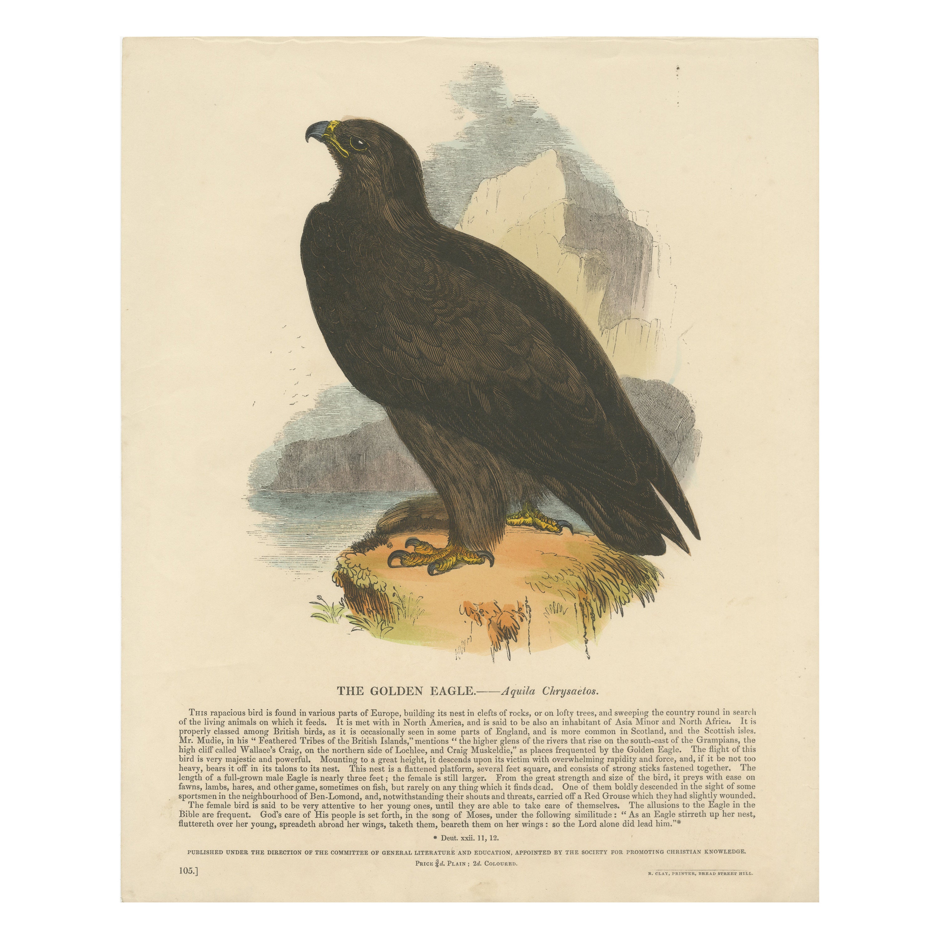 The Majestic Golden Eagle, Antique Wood Engraving, circa 1860 For Sale