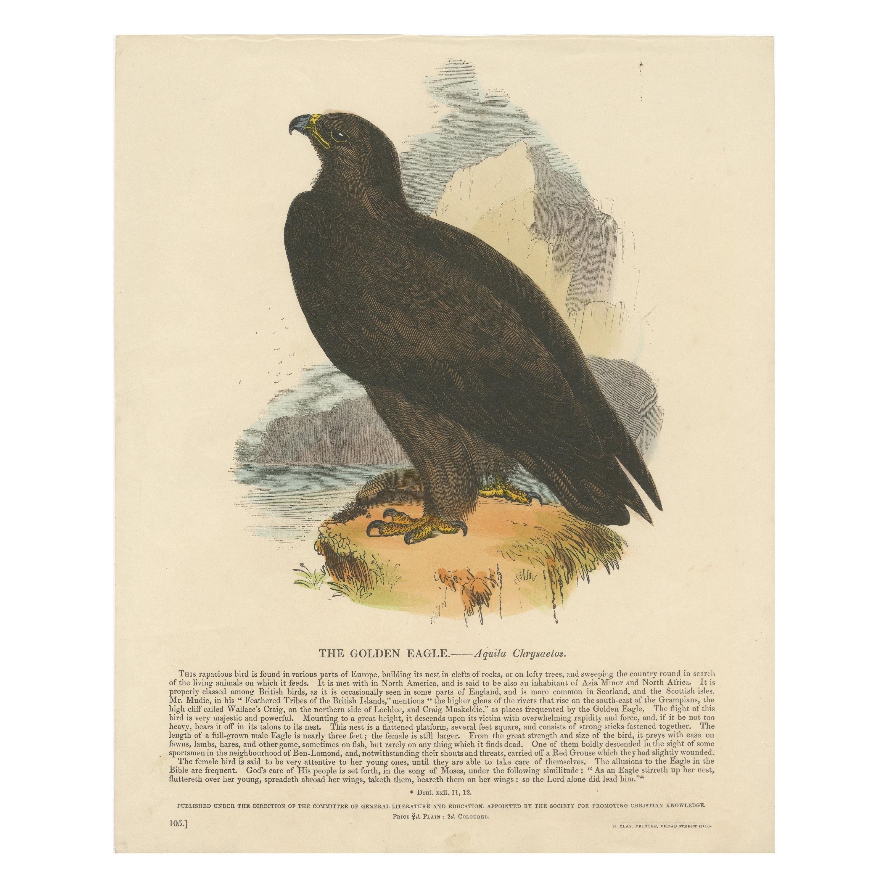 L'aquila d'oro Majestic, antica incisione su legno, 1860 circa
