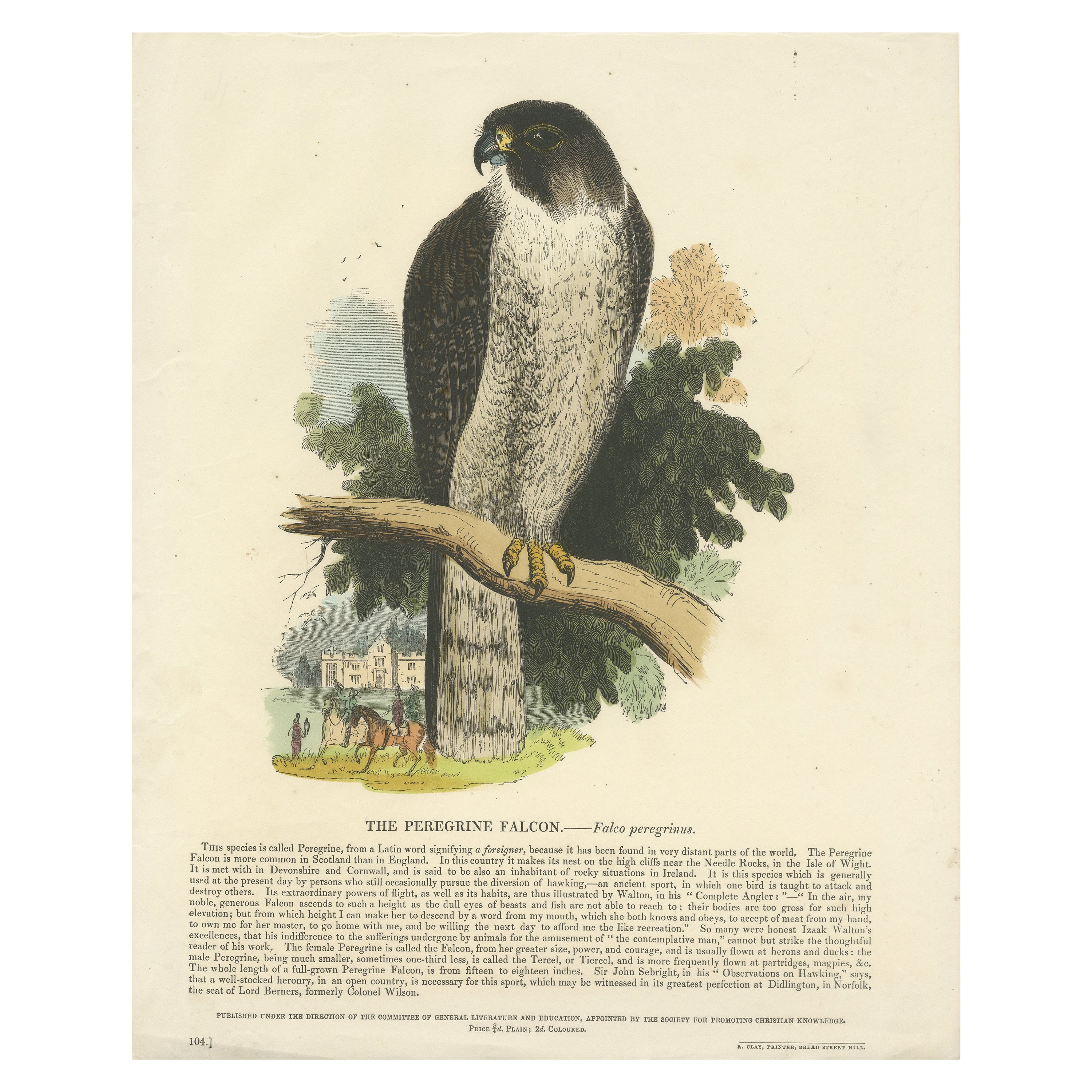 Il falco pellegrino, antica incisione su legno, 1860 circa in vendita