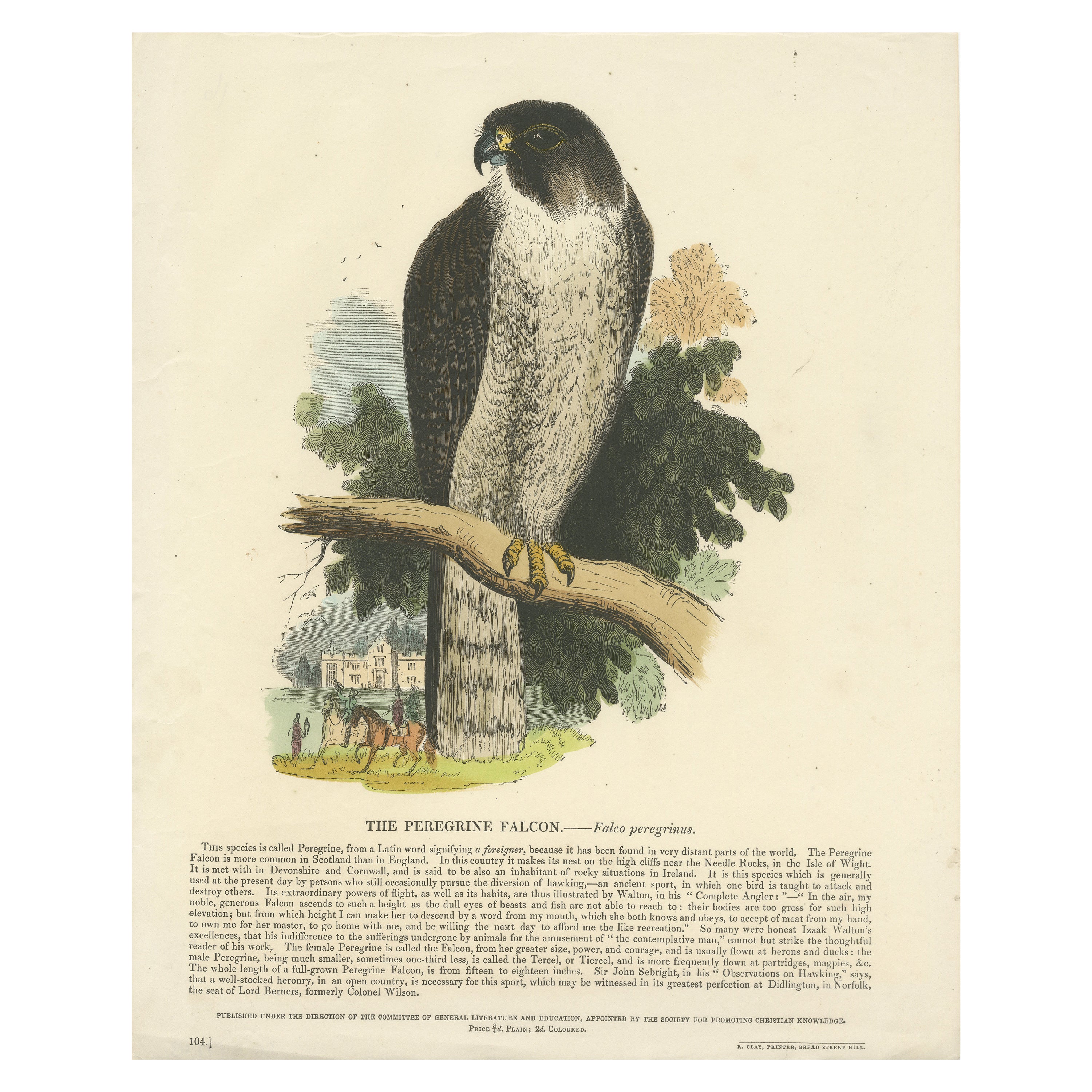 The Peregrine Falcon, Antique Wood Engraving, circa 1860 For Sale