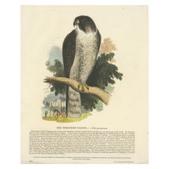 The Peregrine Falcon, Antique Wood Engraving, circa 1860