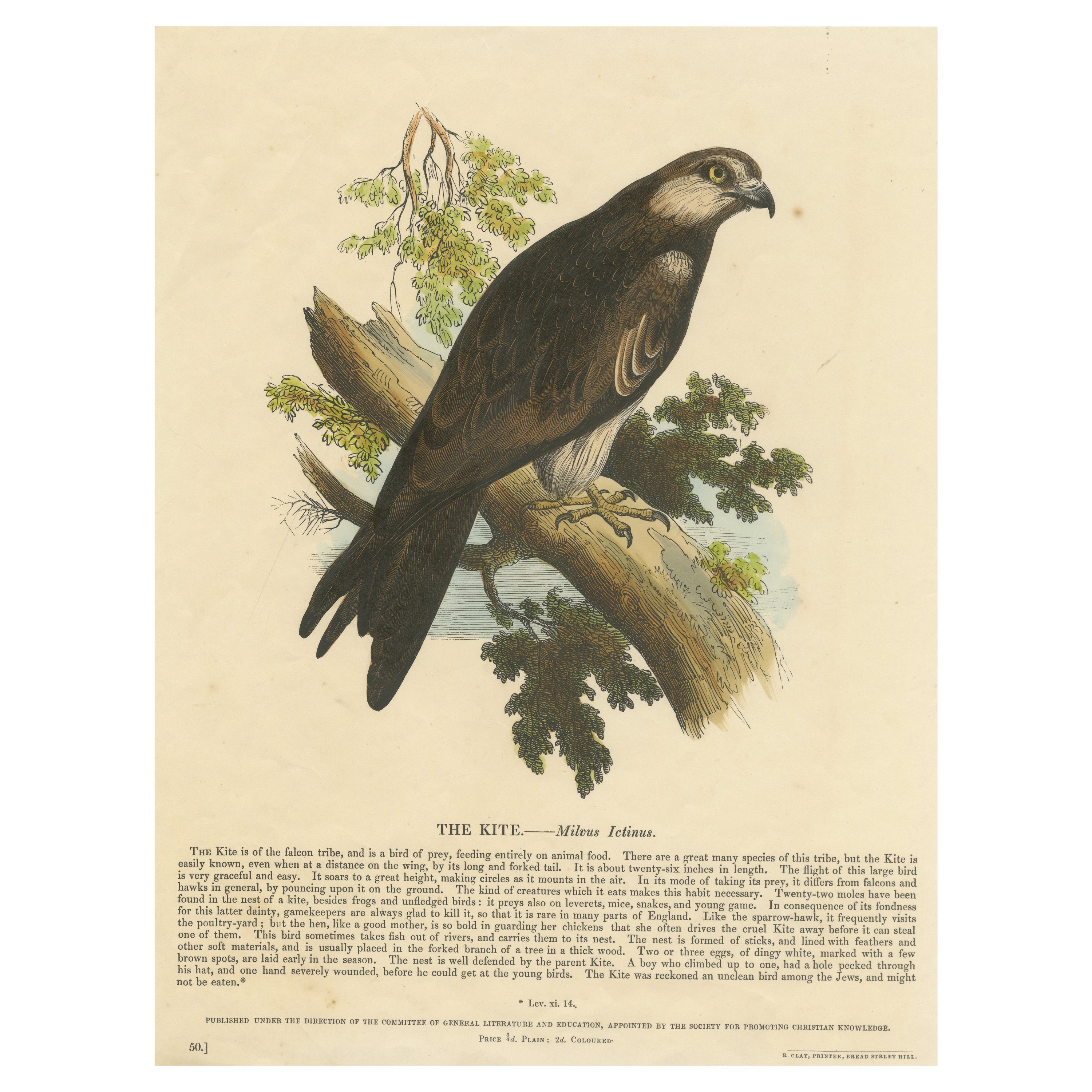 The Kite, Bird of Prey, Gravure sur bois ancienne, vers 1860