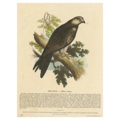 The Kite, Bird of Prey, Antique Wood Engraving, circa 1860