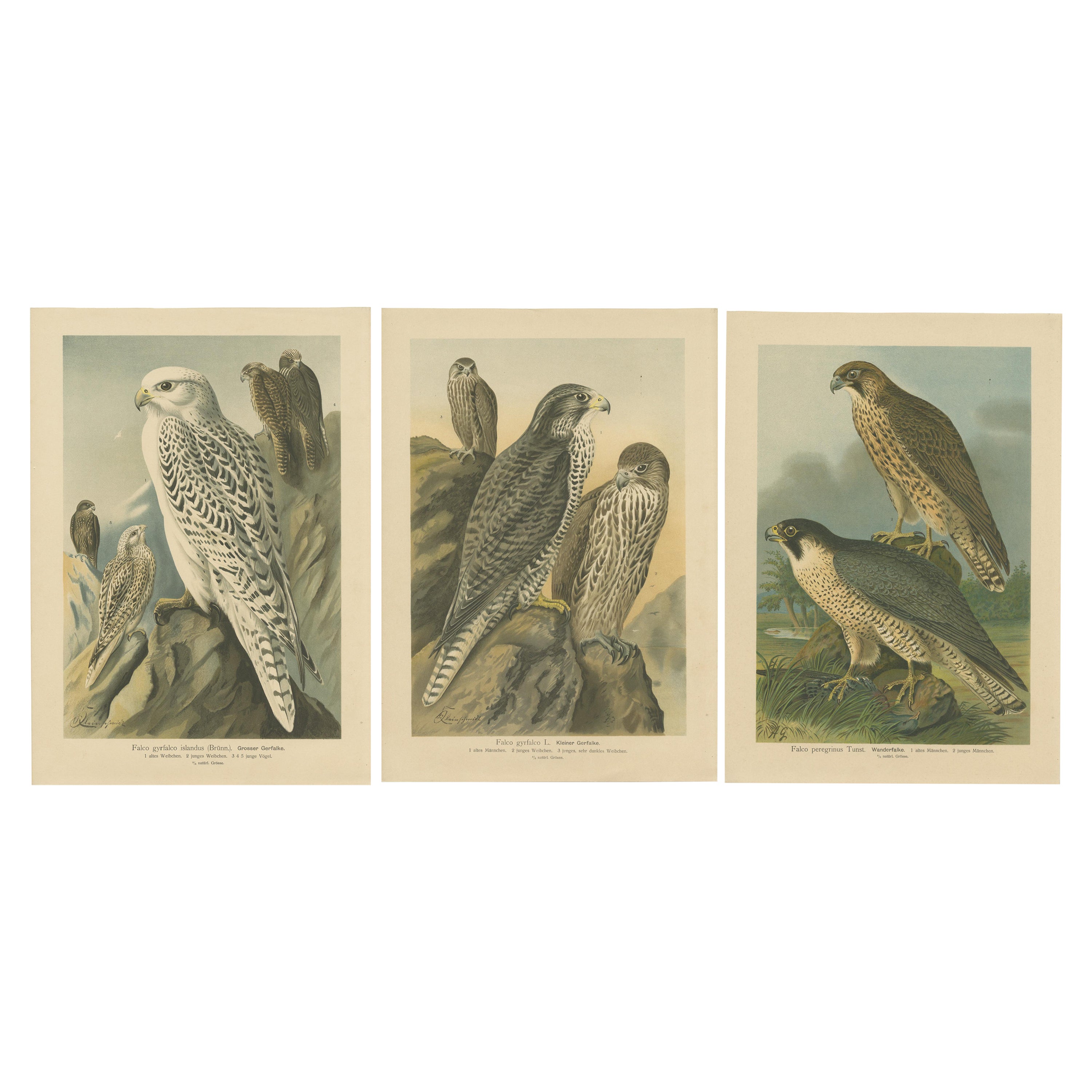 Three Original Vintage Chromolithographs of Falcons by J.F. Naumann, 1901