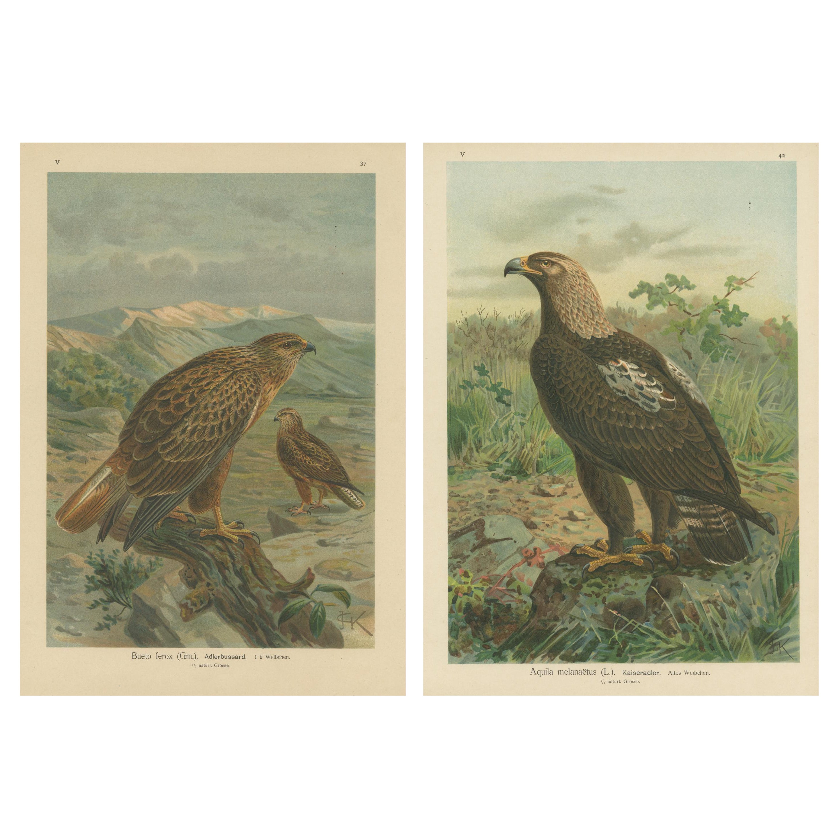 Two Original Vintage Chromolithographs of Raptors by J.F. Naumann, 1901 For Sale