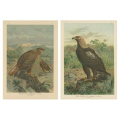 Two Original Vintage Chromolithographs of Raptors by J.F. Naumann, 1901