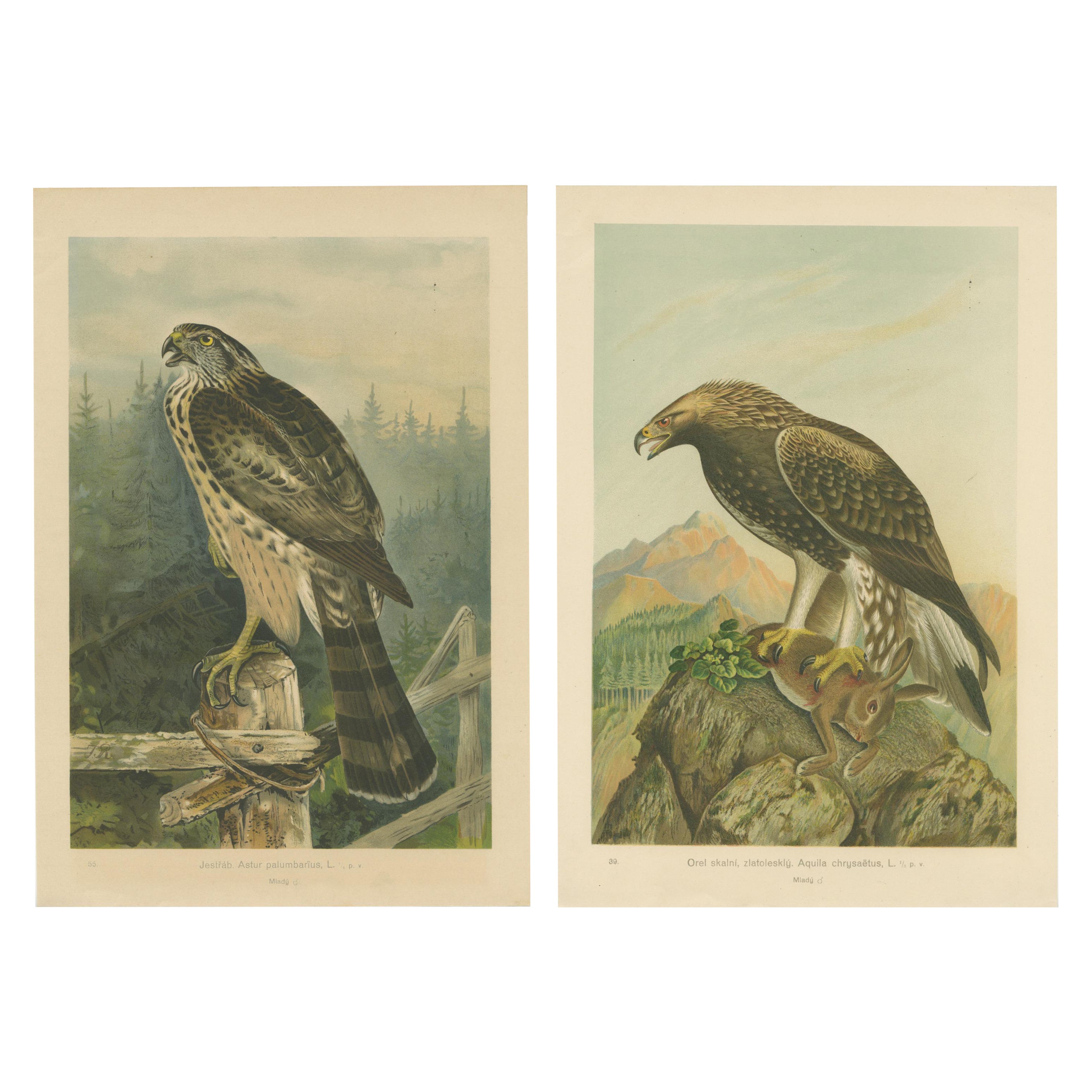 The Golden Eagle and Northern Goshawk by J.F. Naumann, Original Vintage, 1901 For Sale