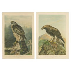 The Golden Eagle and Northern Goshawk by J.F. Naumann, Original Antique, 1901