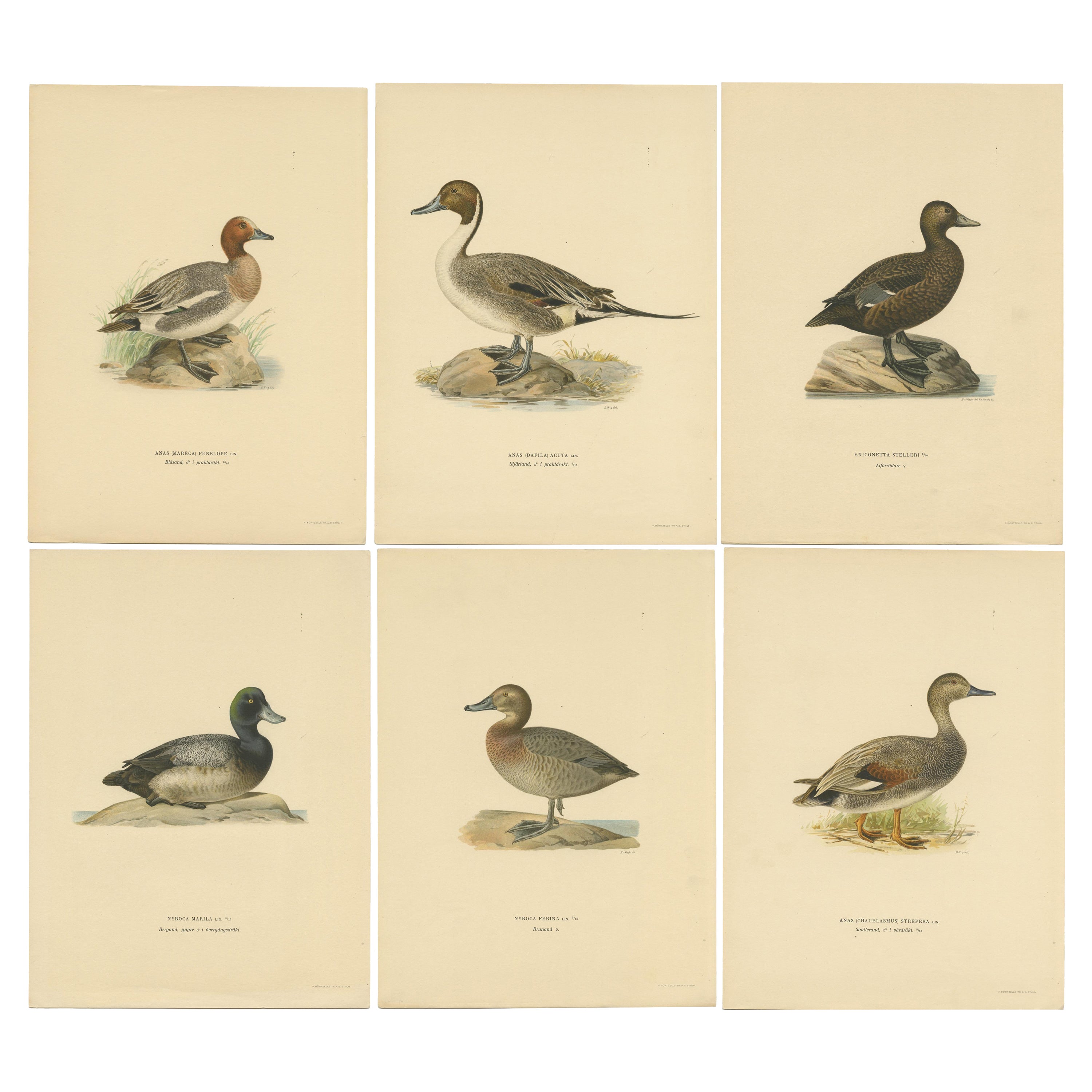 Set of Six Duck Prints by Von Wright, 1920 For Sale