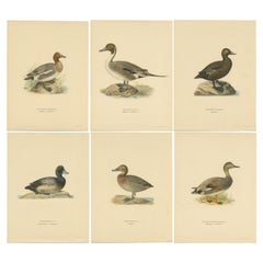Antique Set of Six Duck Prints by Von Wright, 1920