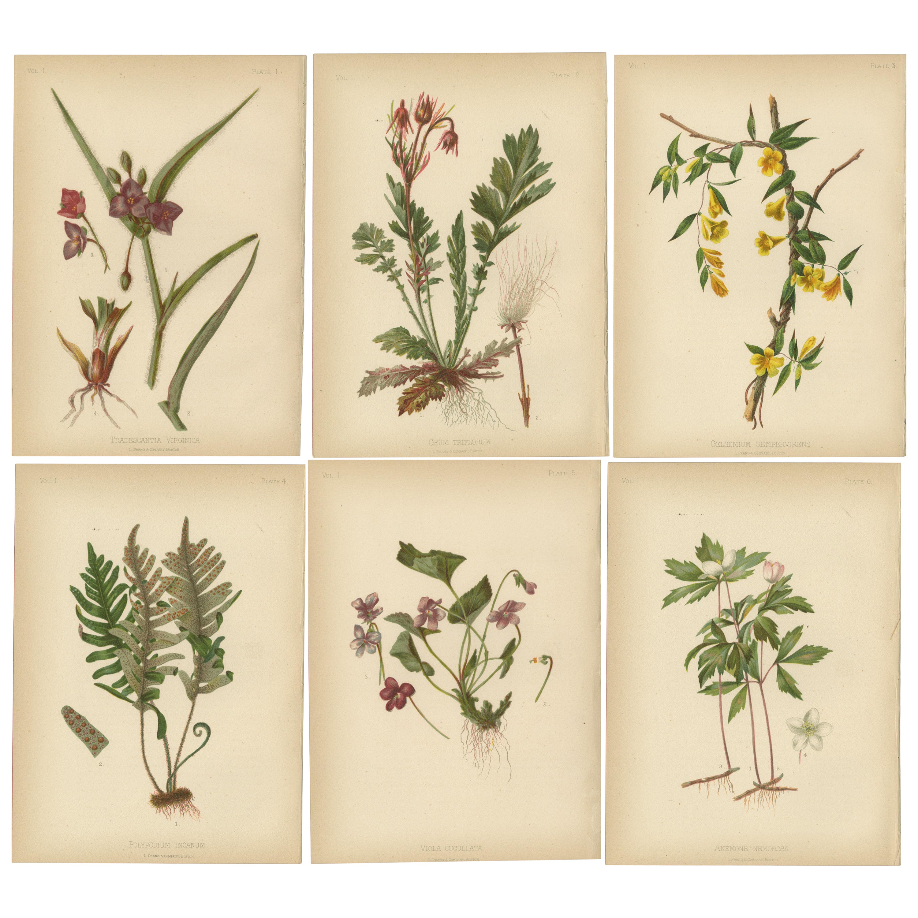 Flora amérindienne des États-Unis - Six chrmolithographies botaniques originales, 1879 en vente