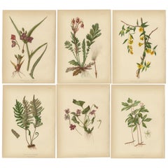 Antique Native US Flora - Six Original Botanical Chromolithograps, 1879