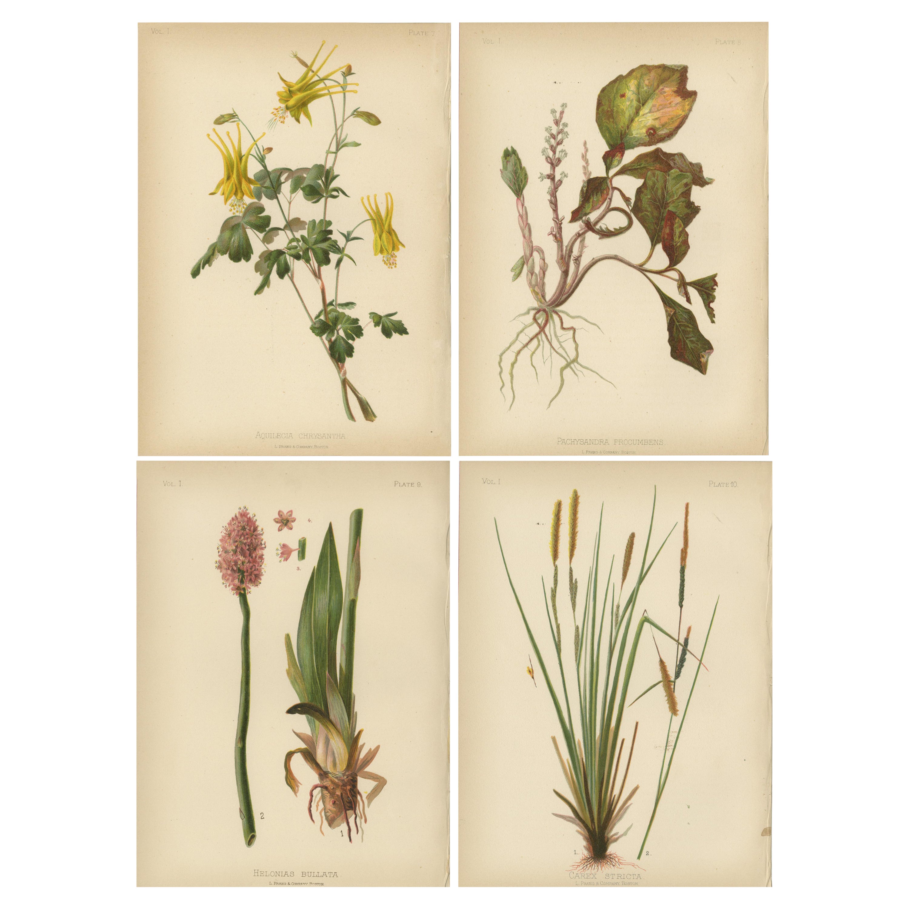 Flora amérindienne des États-Unis - Quatre chrmolithographies botaniques originales, 1879