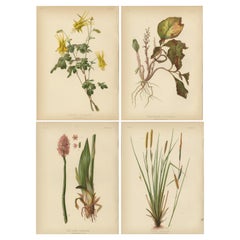 Antique Native US Flora - Four Original Botanical Chromolithograps, 1879
