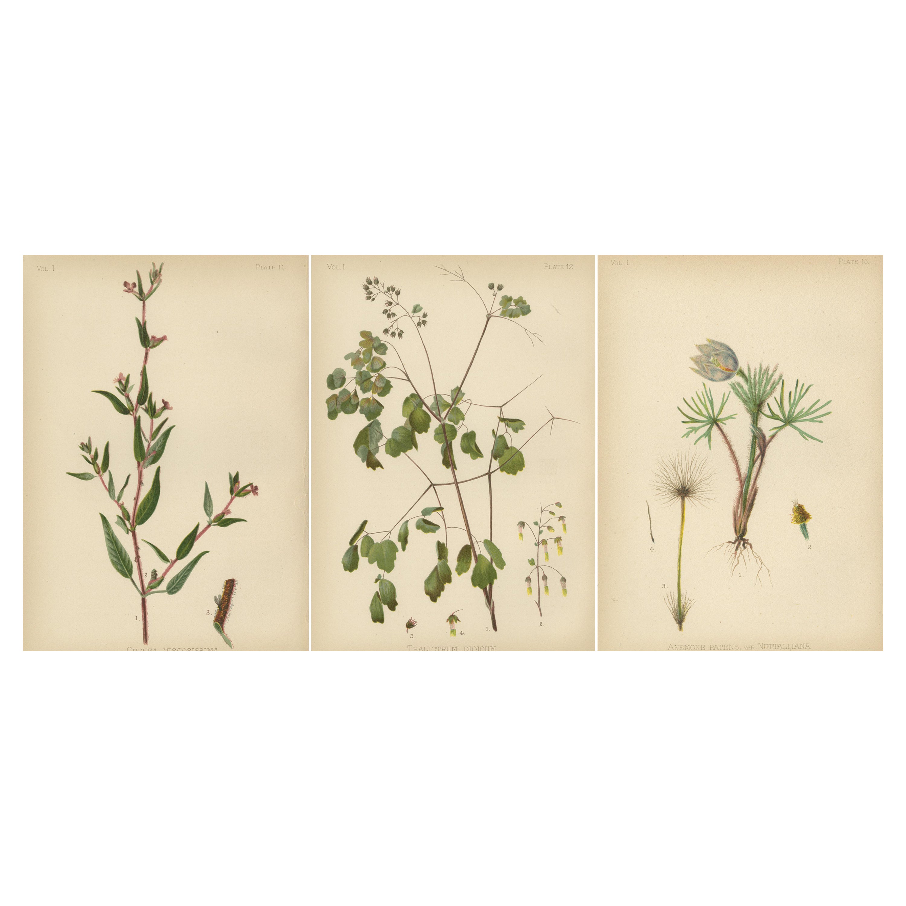Flora amérindienne des États-Unis - Trois chrmolithographies botaniques originales, 1879