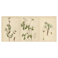 Antique Native US Flora - Three Original Botanical Chromolithograps, 1879