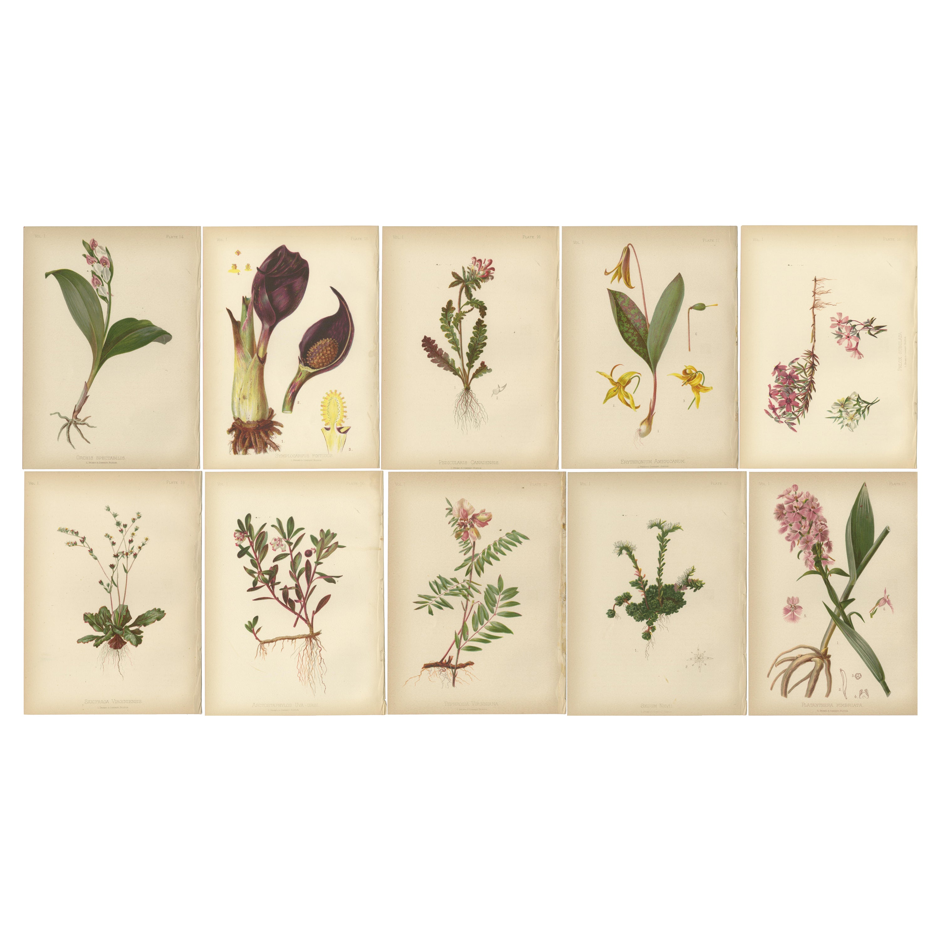 Native US Flora - Ten Original Botanical Chromolithograps, 1879 For Sale