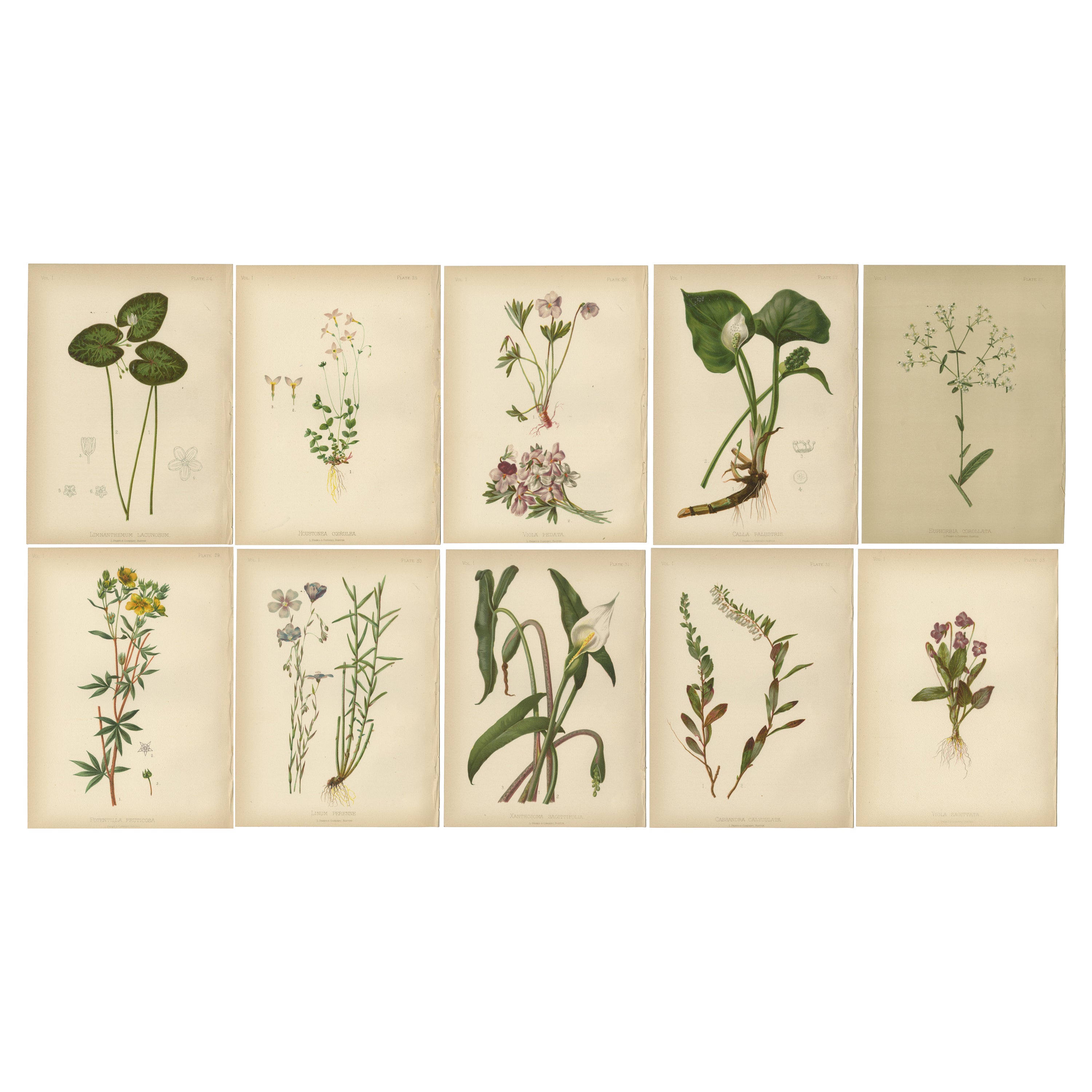 A collection of 10 Early Original Botanical Chromolithograps of the US, 1879