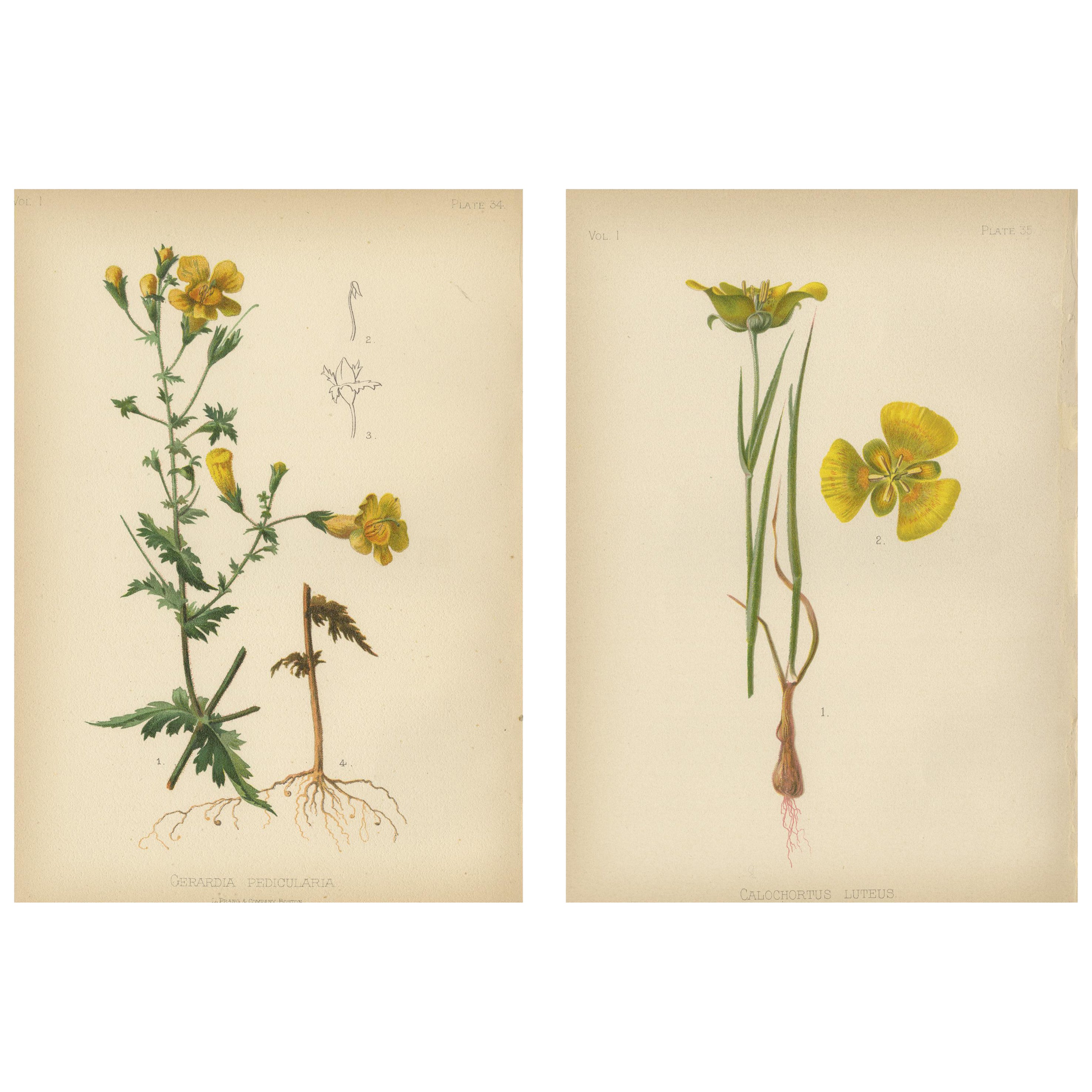 Flora der amerikanischen Ureinwohner der USA – zwei Original botanische Chromolithograps, 1879 im Angebot