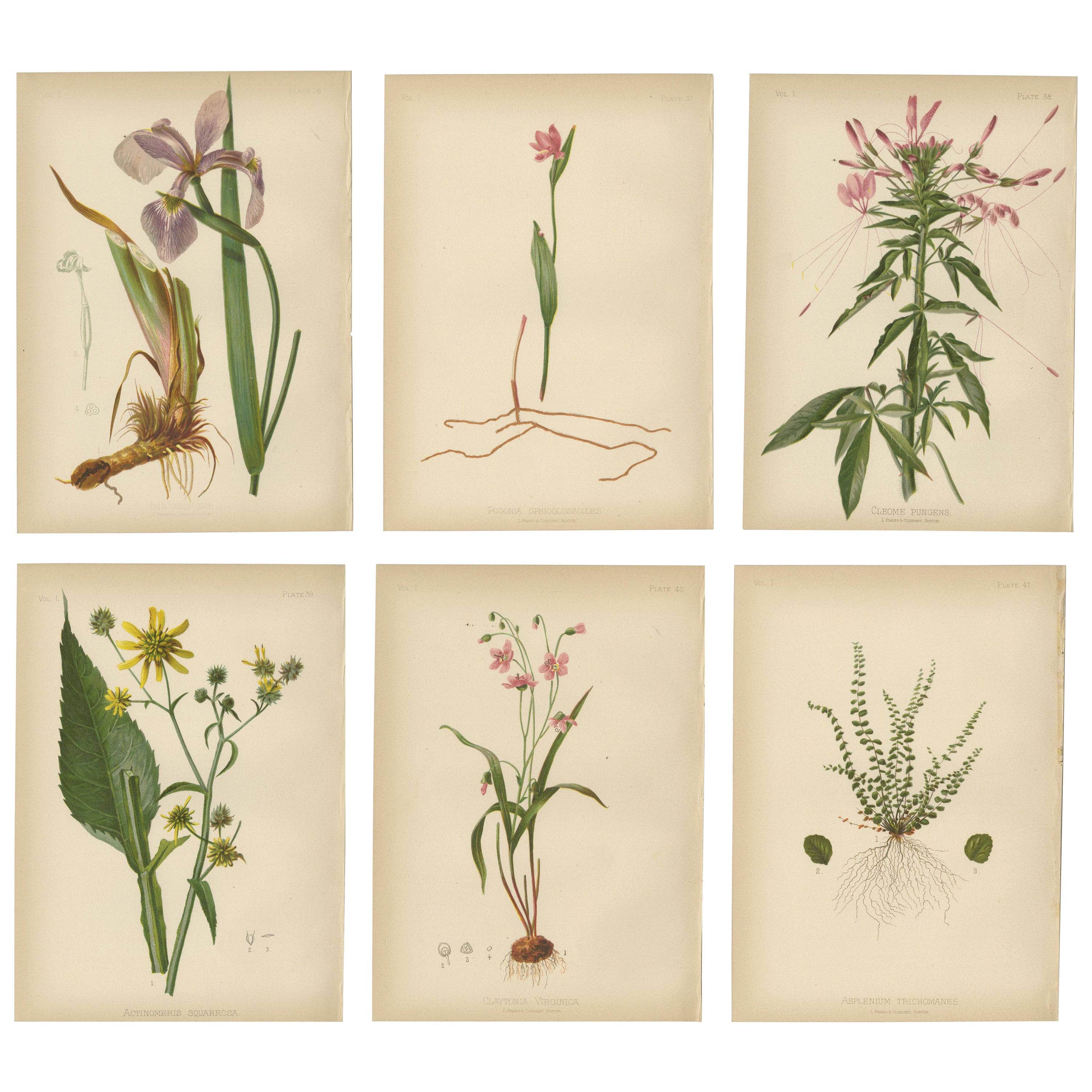 Native US Flora - Six Original Botanical Chromolithograps, 1879