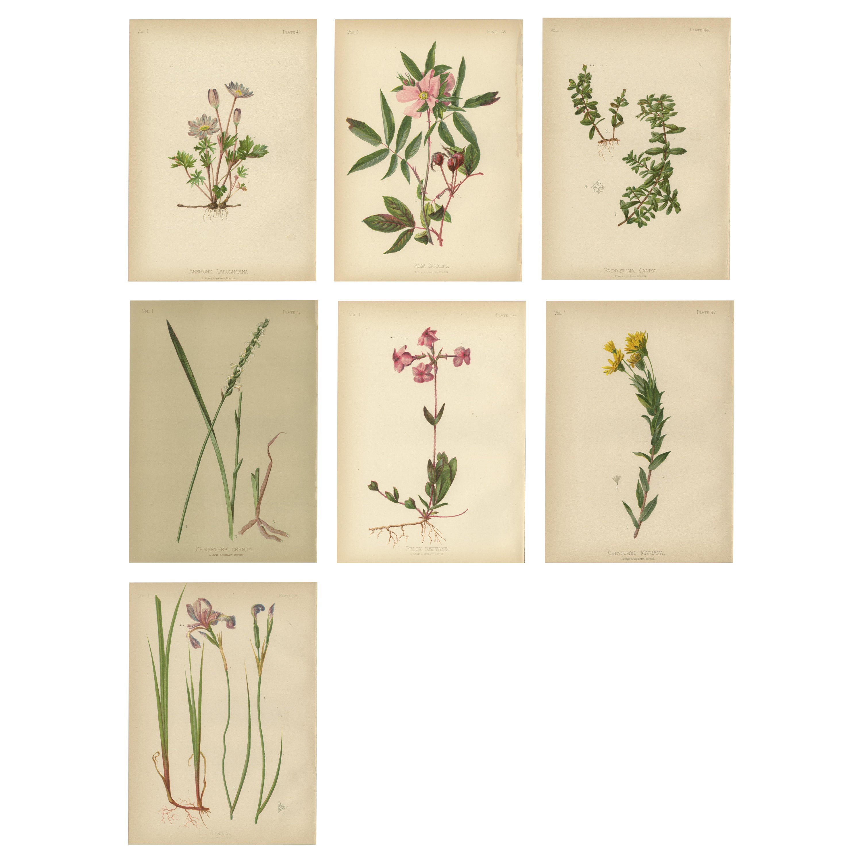 Native US Flora - Seven Original Botanical Chromolithograps, 1879