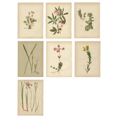 Vintage Native US Flora - Seven Original Botanical Chromolithograps, 1879