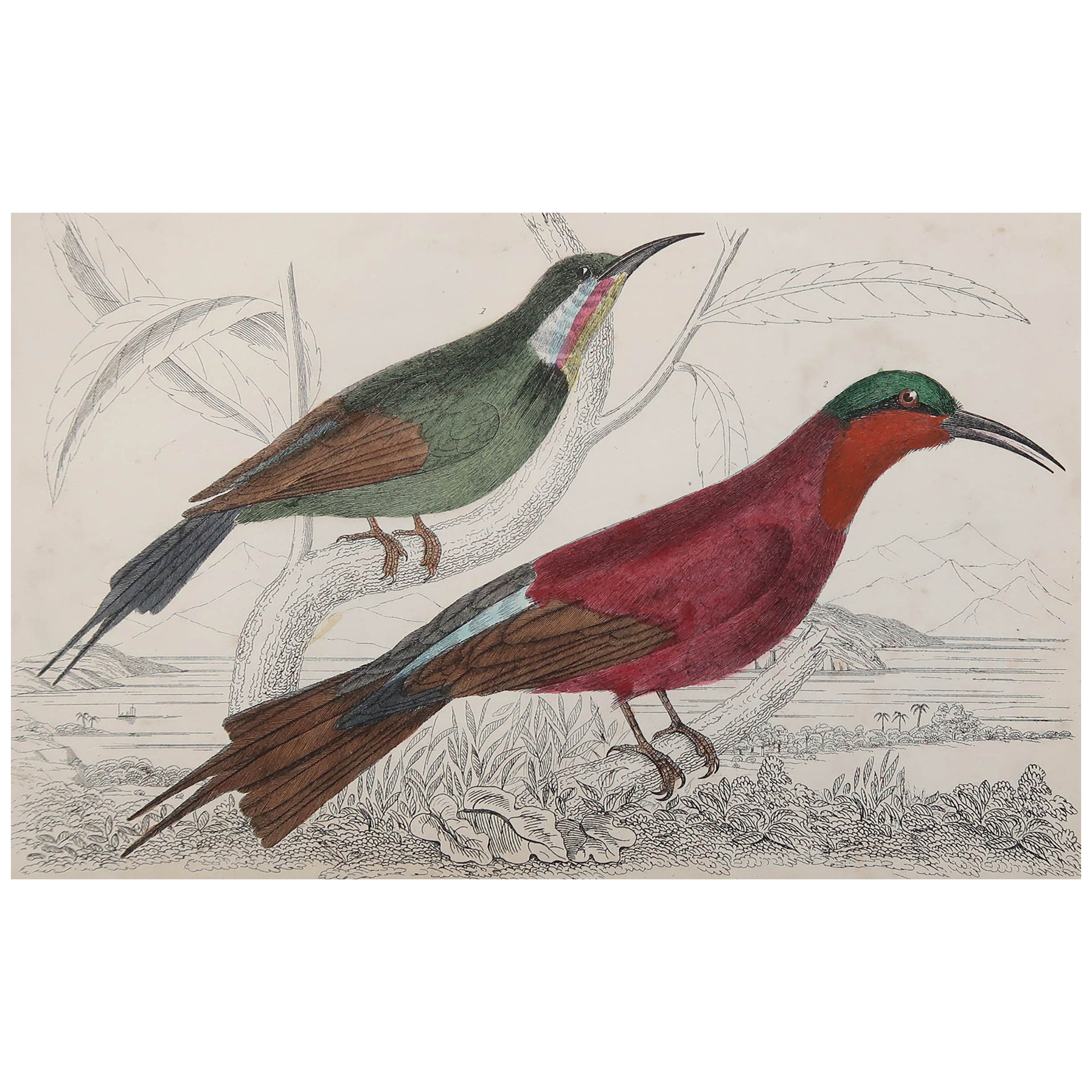 Original Antique Print of a Bee-Eater, 1847 'Unframed' For Sale