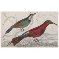 Original Antique Print of a Bee-Eater, 1847 'Unframed'