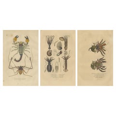 Collection of Old Naturalist Illustrations: Marine Life and Arthropods, 1845  
