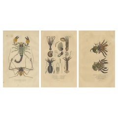 Colección de Antiguas Ilustraciones Naturalistas: Vida marina y artrópodos, 1845