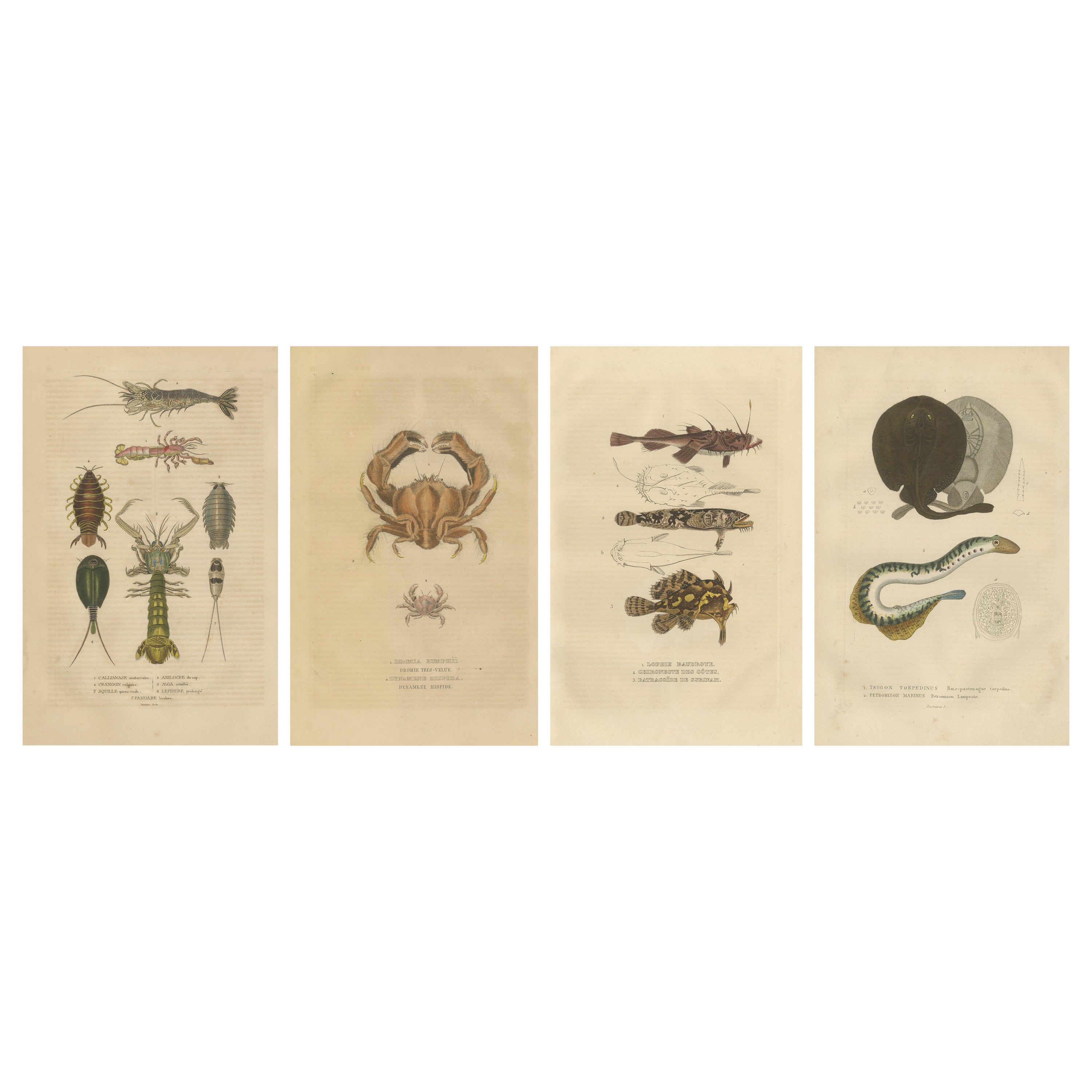 Antike handkolorierte Aquatische und insektenförmige Gravuren im antiken Stil, 1845