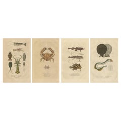 Grabados acuáticos y de insectos antiguos coloreados a mano, 1845