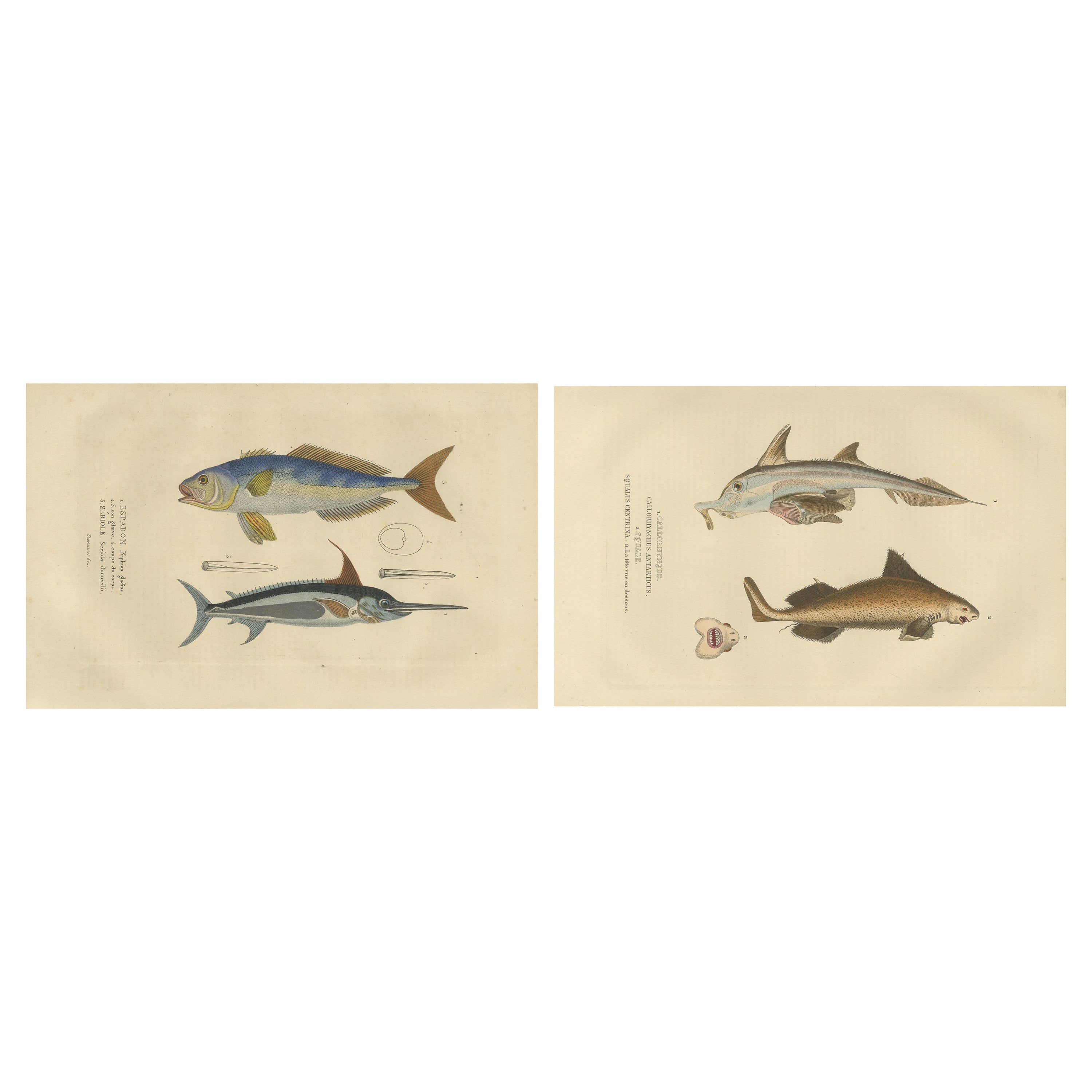 Marine Majesty: Swordfish & Sealife Engravings in Old Handcoloring, 1845 For Sale