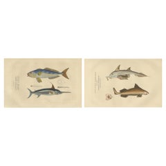 Antique Marine Majesty: Swordfish & Sealife Engravings in Old Handcoloring, 1845