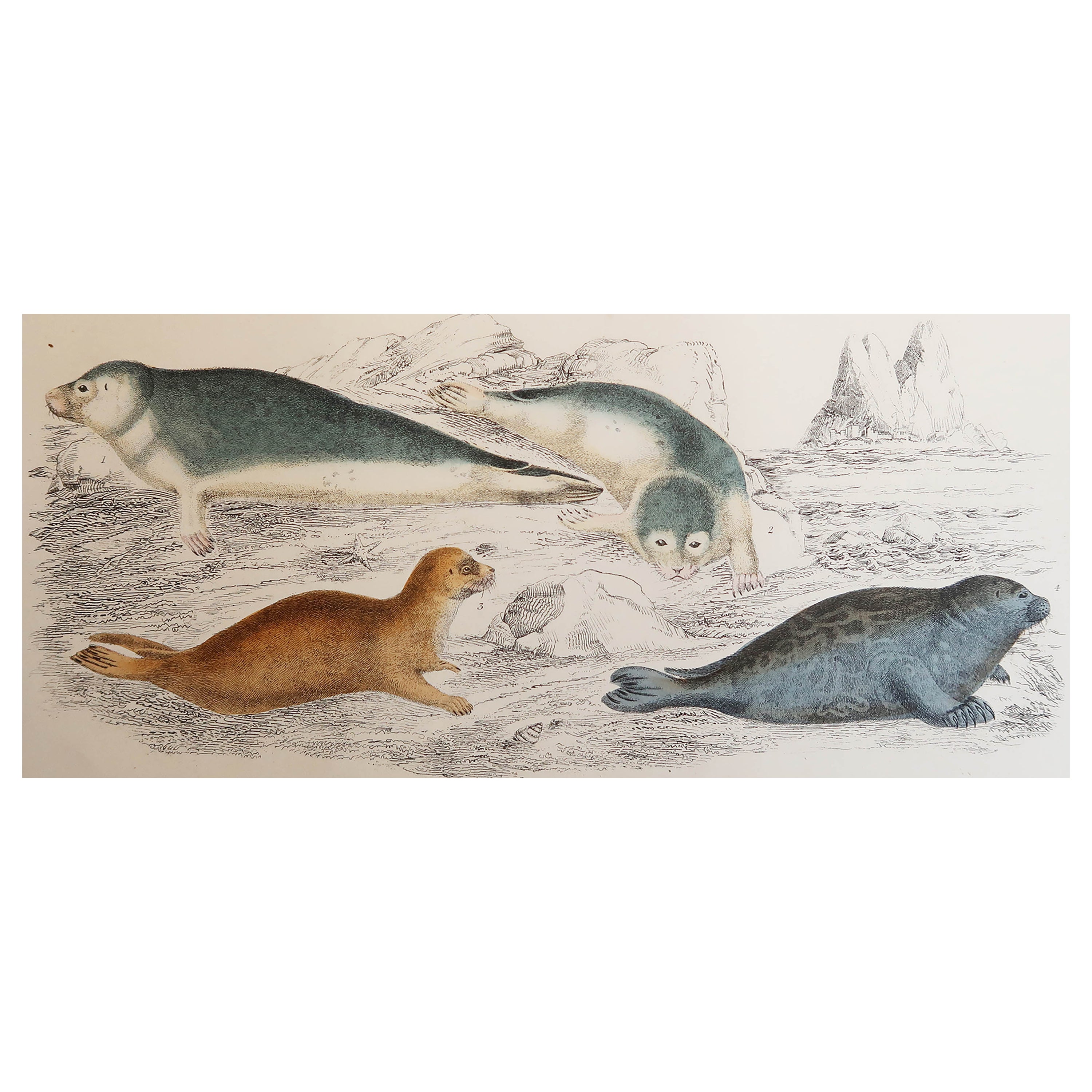 Original Antique Print of Seals, 1847 'Unframed'