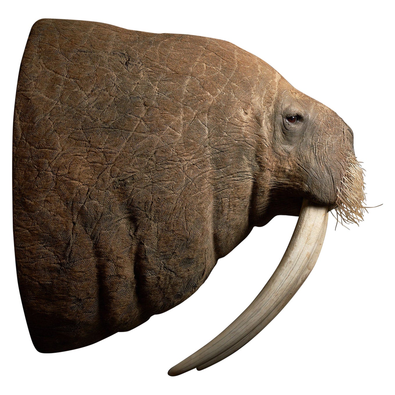 Walrus Shoulder Mount Taxidermy with Tusks For Sale