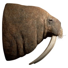 Retro Walrus Shoulder Mount Taxidermy with Tusks