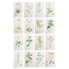 Set of 16 Original Antique Botanical Prints, circa 1850