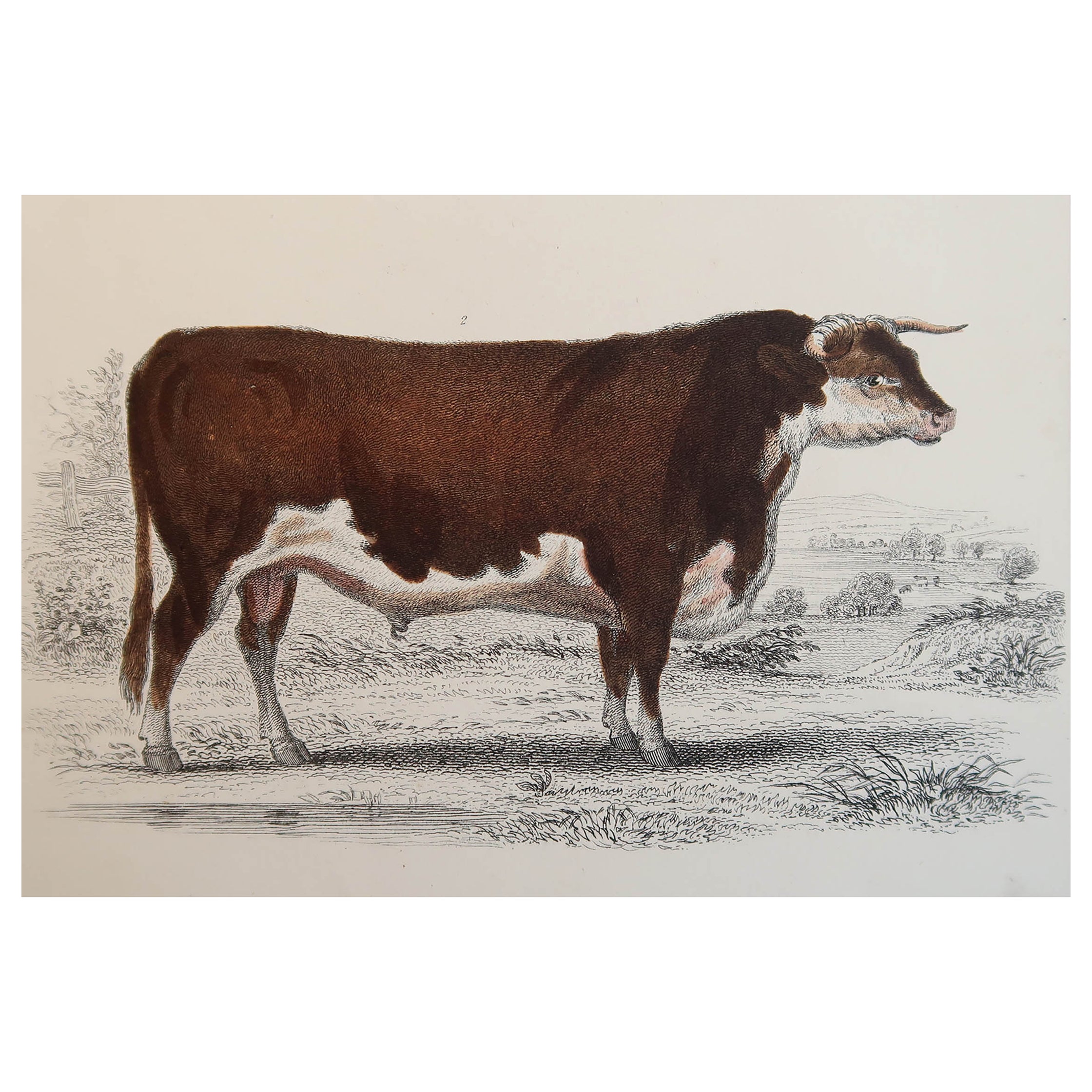 Original Antique Print of a Hereford Bull, 1847 'Unframed' For Sale
