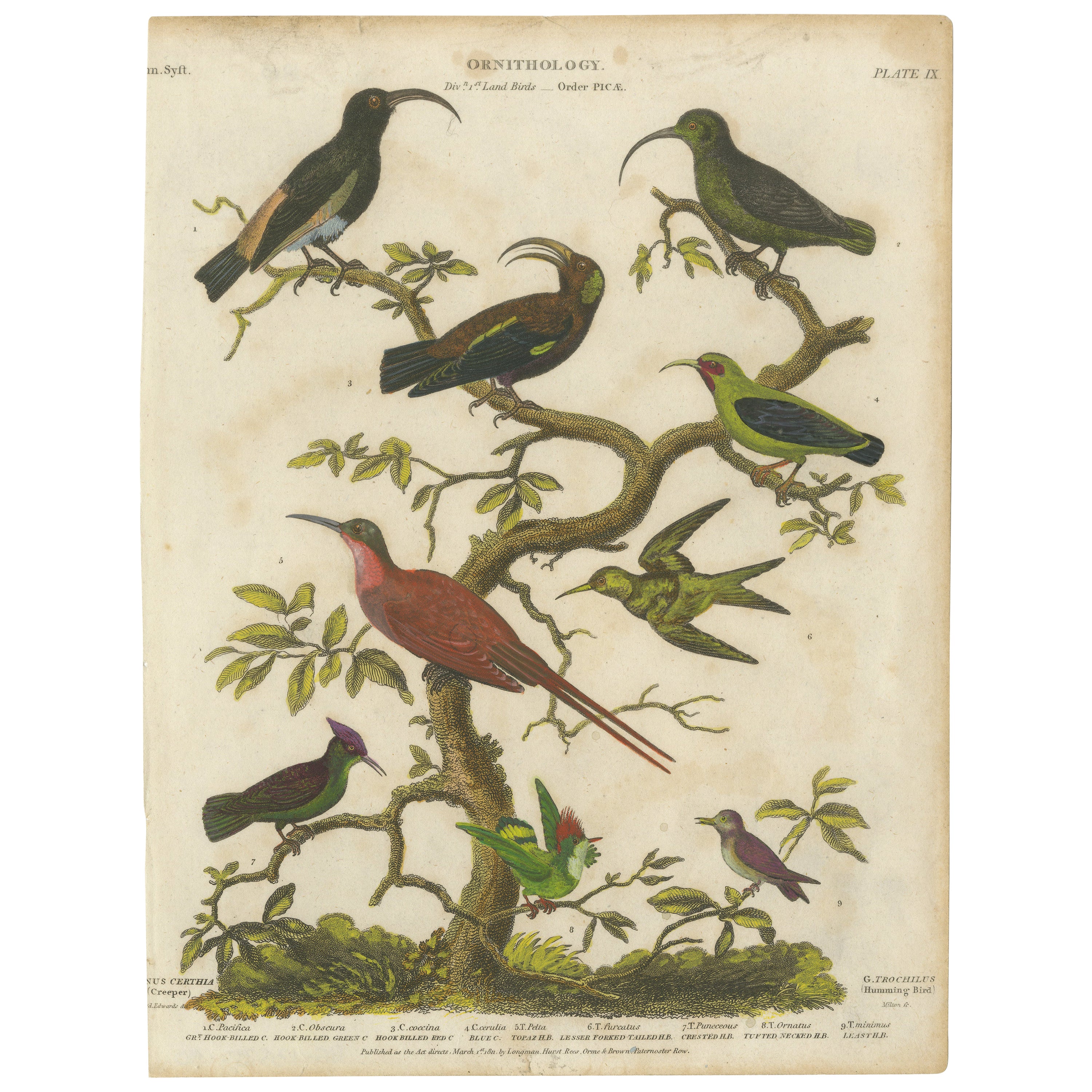 Diverse Avian Species: An early 18th-Century Ornithological Study, 1811 For Sale