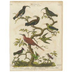 Antique Diverse Avian Species: An early 18th-Century Ornithological Study, 1811