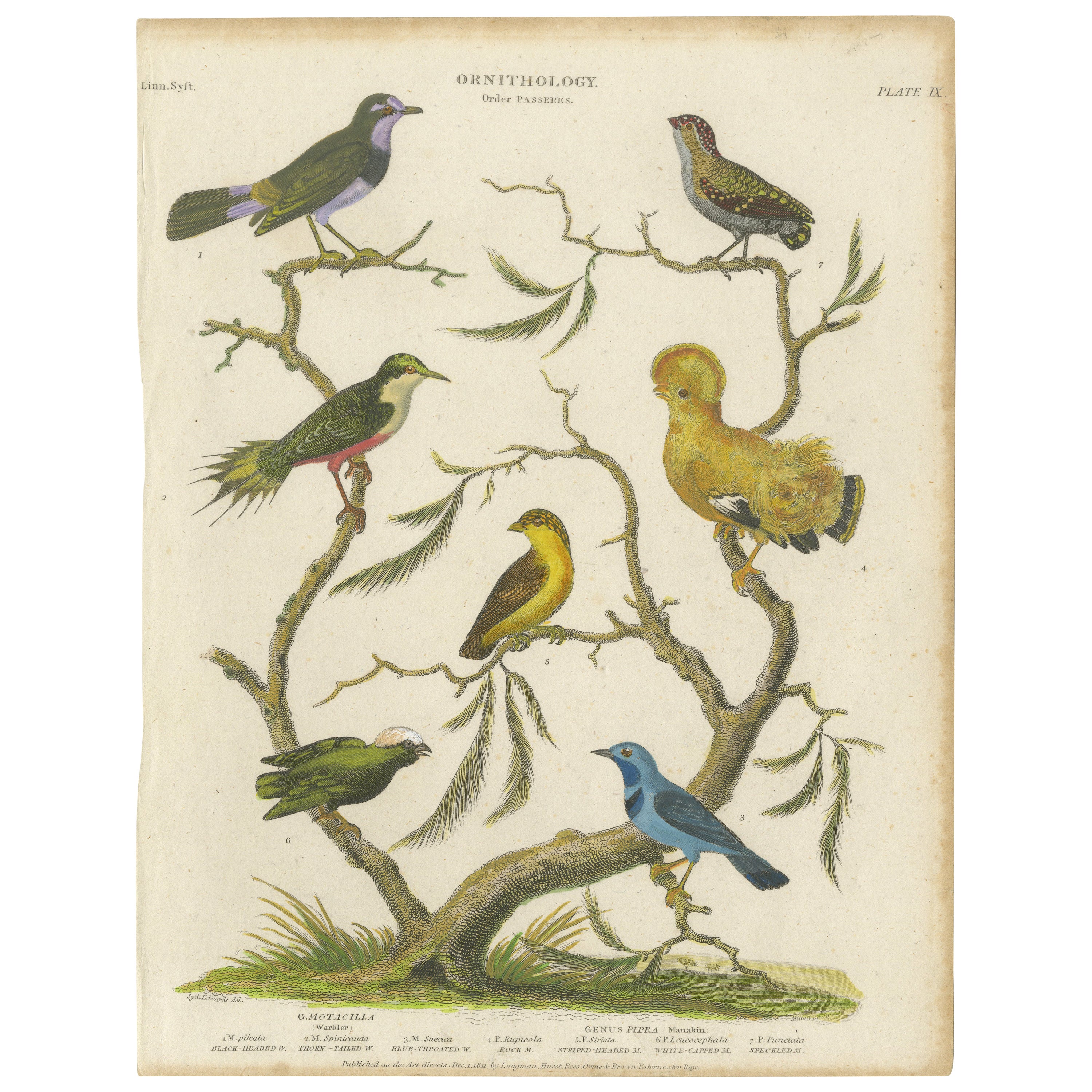 Antica stampa colorata a mano di ornitologia del 1811 in vendita
