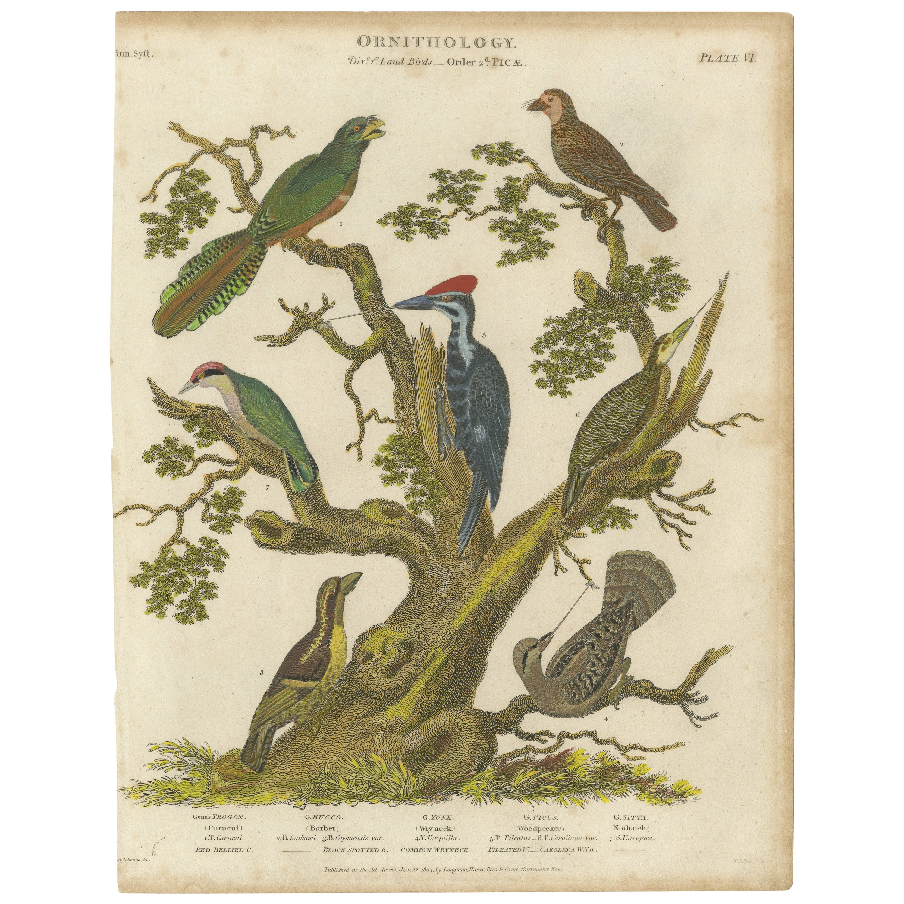 1811 Ornithology Land Birds Plate VI - Antique Piciformes Print For Sale