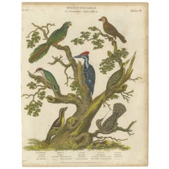Assiette d'oiseaux de terre ornithologique de 1811 VI - Impression ancienne de piciformes