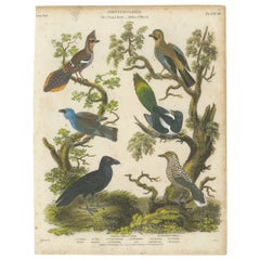 Assiette piciforme ornithologique III - gravure d'oiseau ancienne de 1811