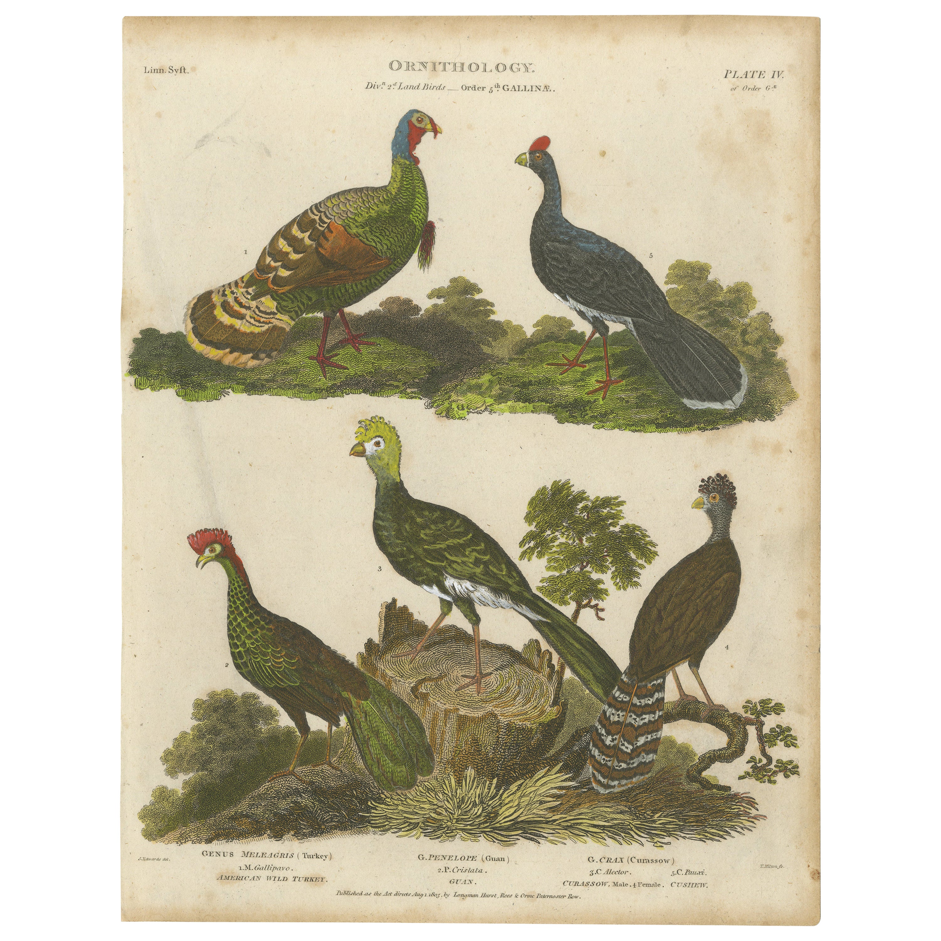 1811 Ornithology Gallinae Plate IV - Antique Poultry Print For Sale