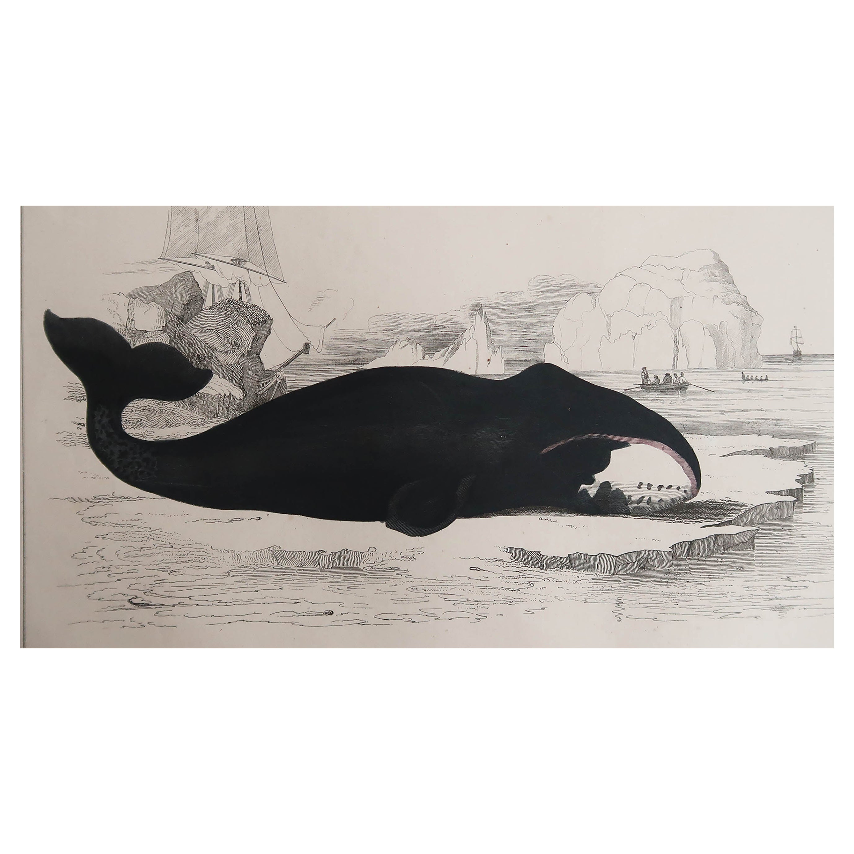 Original Antique Print of a Whale, 1847 'Unframed' For Sale