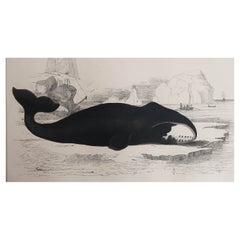 Impression ancienne originale d'une baleine, 1847, non encadrée